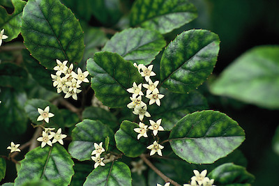 Putaputaweta leaves and flowers by Gillian Crowcroft
