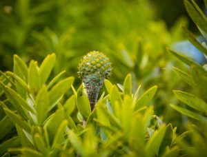 Kauri female cone and leaves