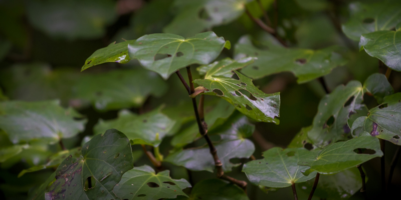 kawakawa with insect holes