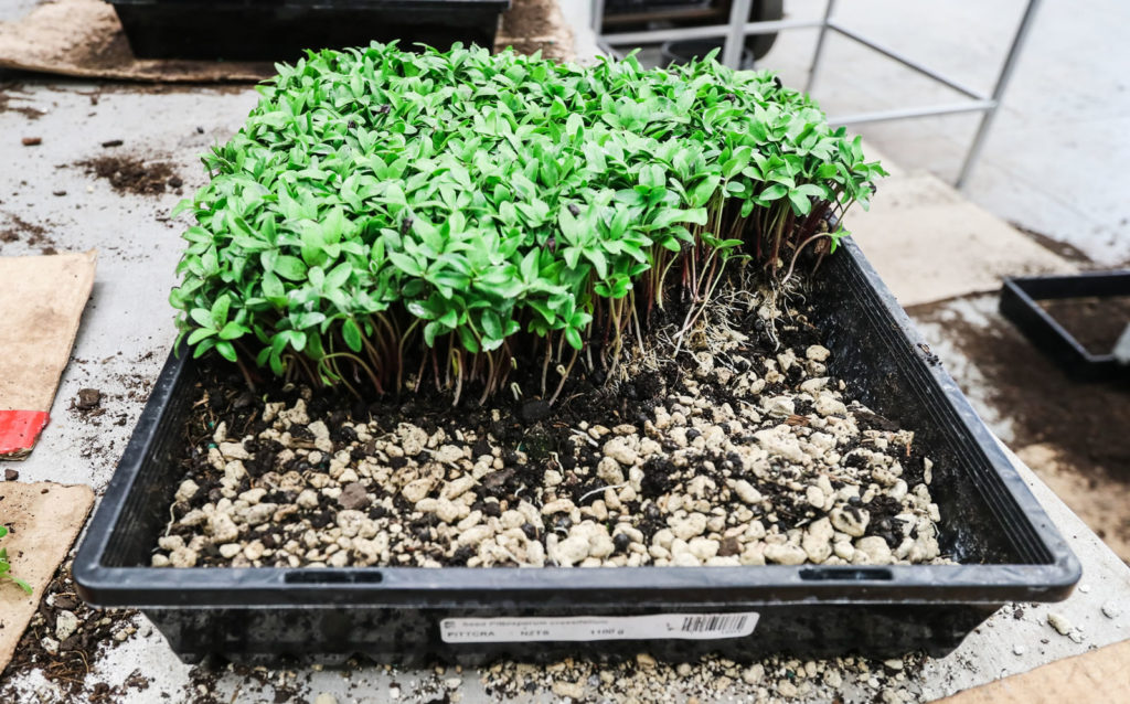 Seedlings growing on a pumice base - Kauri Park Nurseries