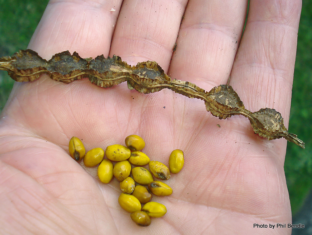 Kowhai seeds Photo by Phil Bendle