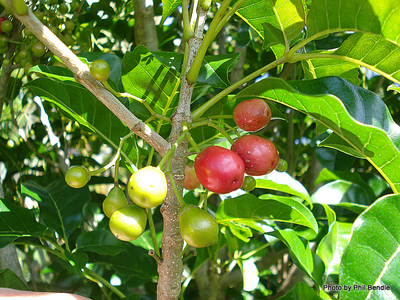Purir Berries